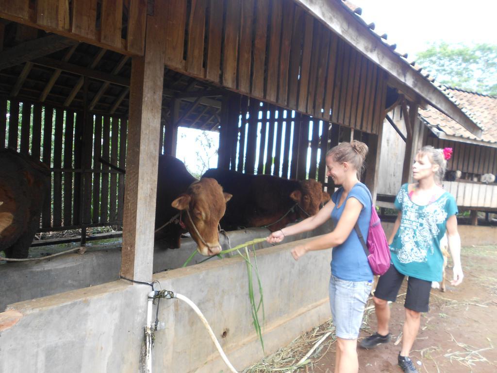 Ijen Bondowoso Home Stay Eksteriør billede